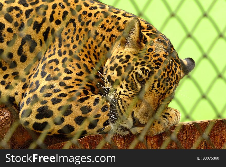 Leopard on Cage in Closeup Photography