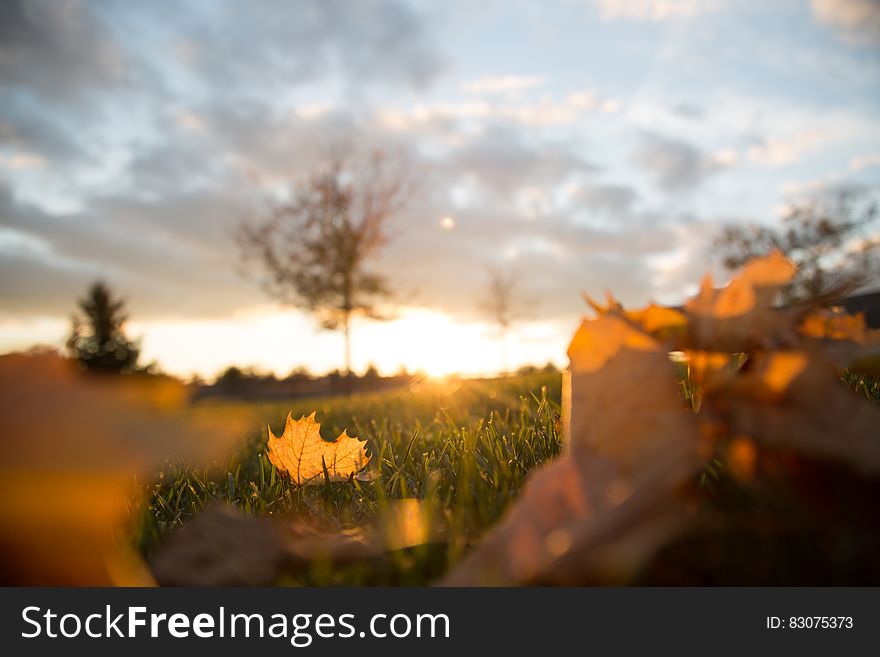 Brown Leaves During Golden Hour