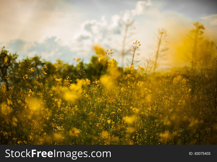 Yellow wildflowers blooming in country meadow on sunny day. Yellow wildflowers blooming in country meadow on sunny day.