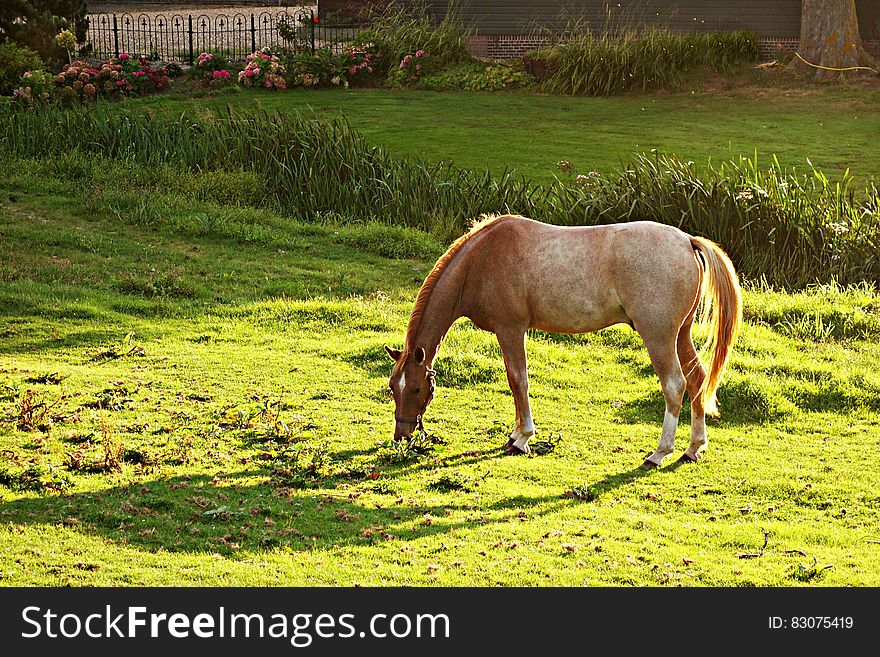 Brown and White Horse Eating Green Grass during Daytime