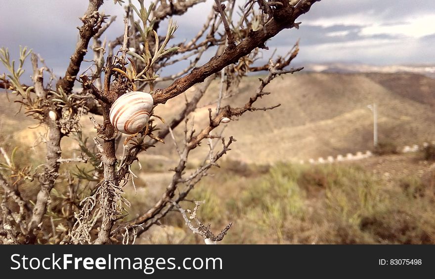 Brown Snail on Brown Bare Tree