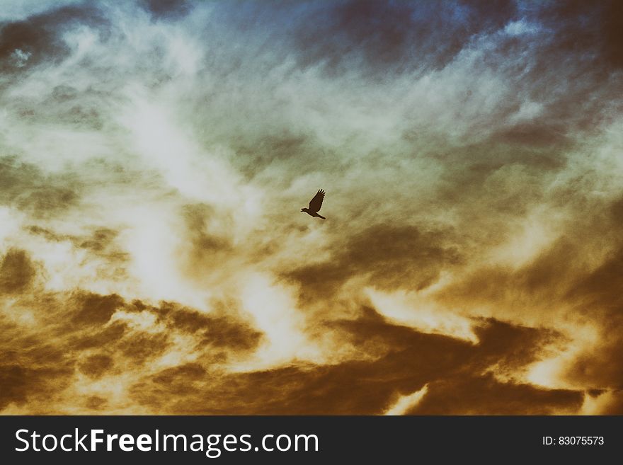 Bird Flying On Cloudy Sky