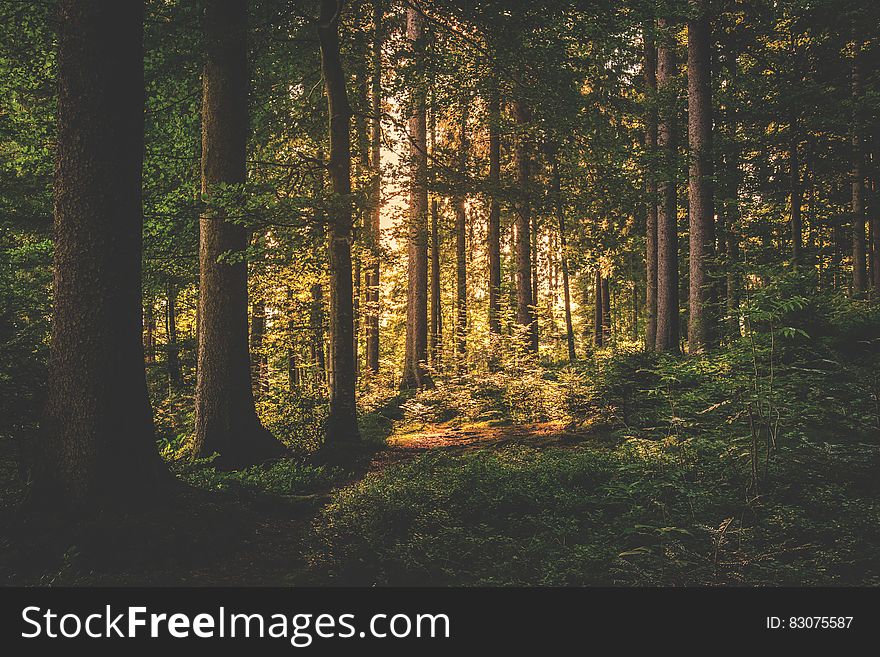 Green Leaf Trees on Forest