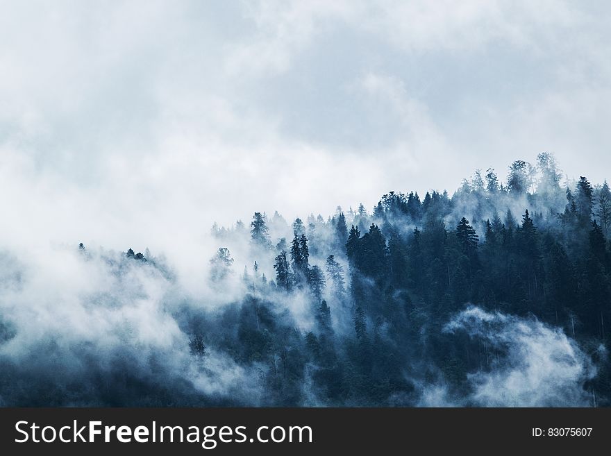 Green Pine Trees Covered With Fogs Under White Sky during Daytime