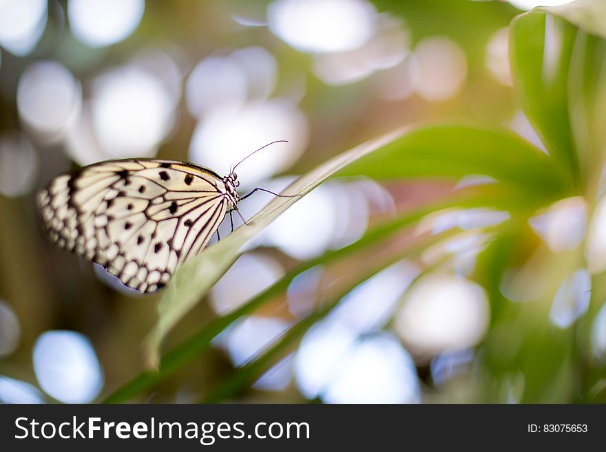 Butterfly on green leaf