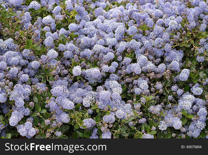 Purple Petaled Flower