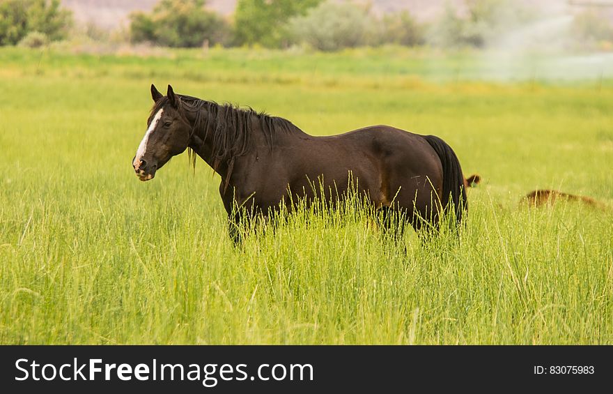 Black Stallion Standing on Green Grass during Daytime