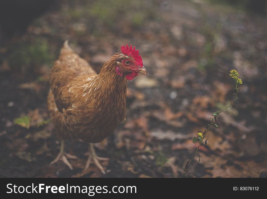 Brown Feathered Hen