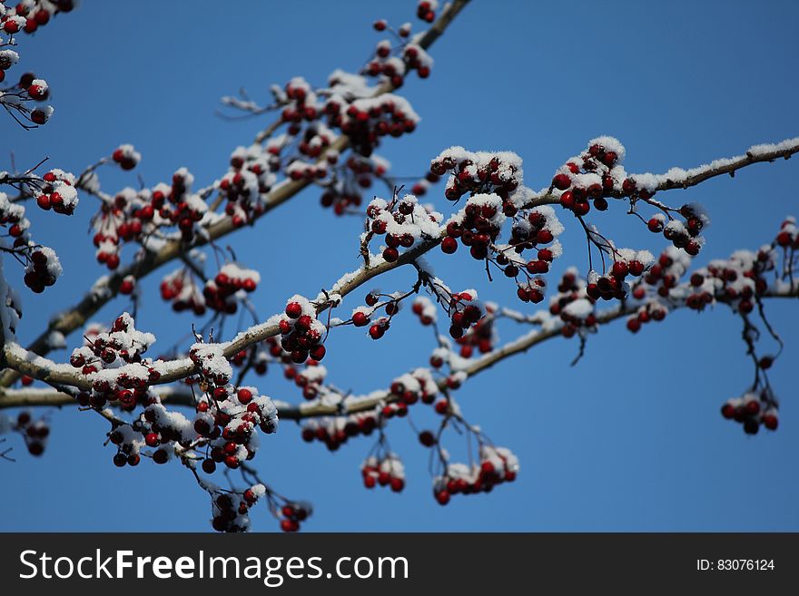 Red berries on frost covered tree branches with blue sky background. Red berries on frost covered tree branches with blue sky background.