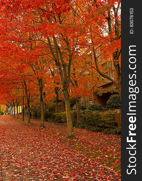 Orange Leafed Trees On Pathway