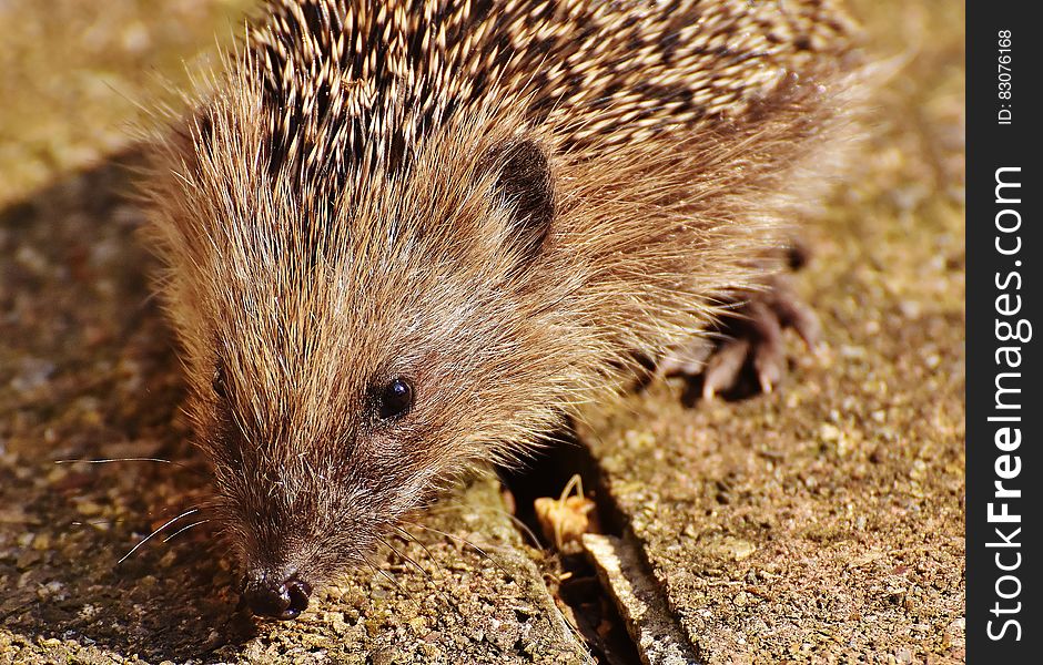 Close Up Picture of Brown Hedgehog