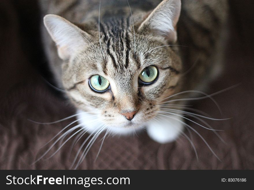 A close up of a cat looking up. A close up of a cat looking up.