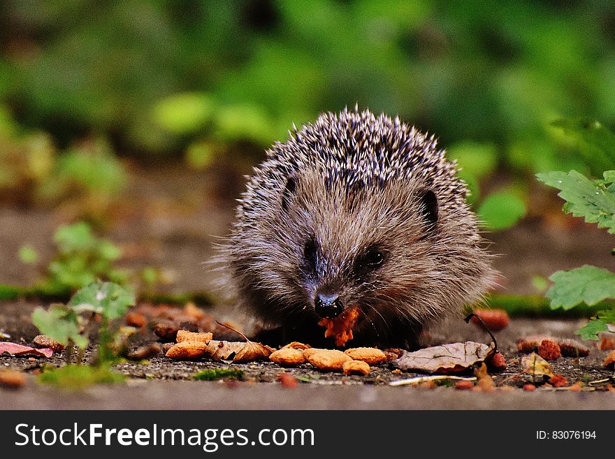 A close up of an European hedgehog eating food.