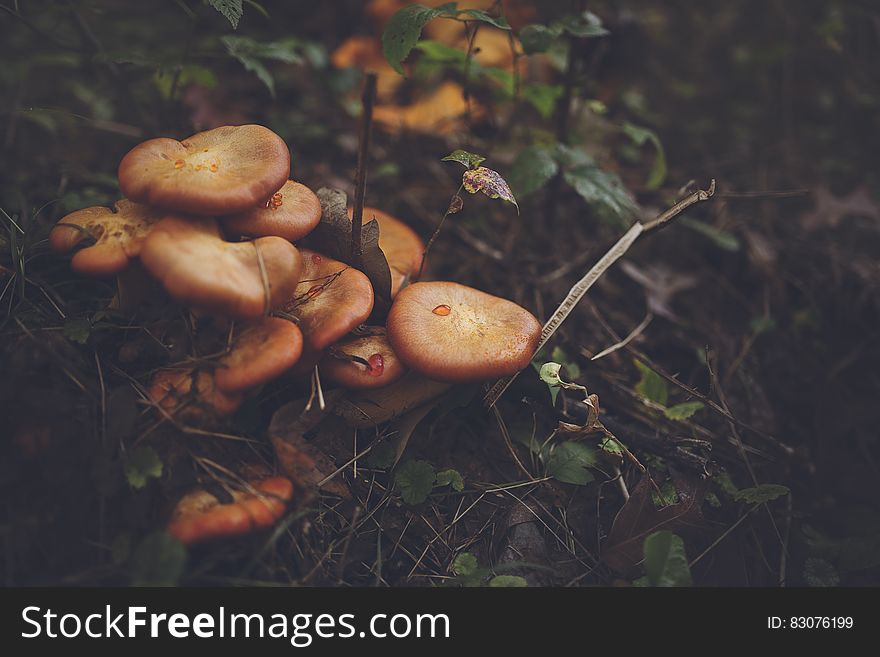 Orange Mushroom On Black Soil