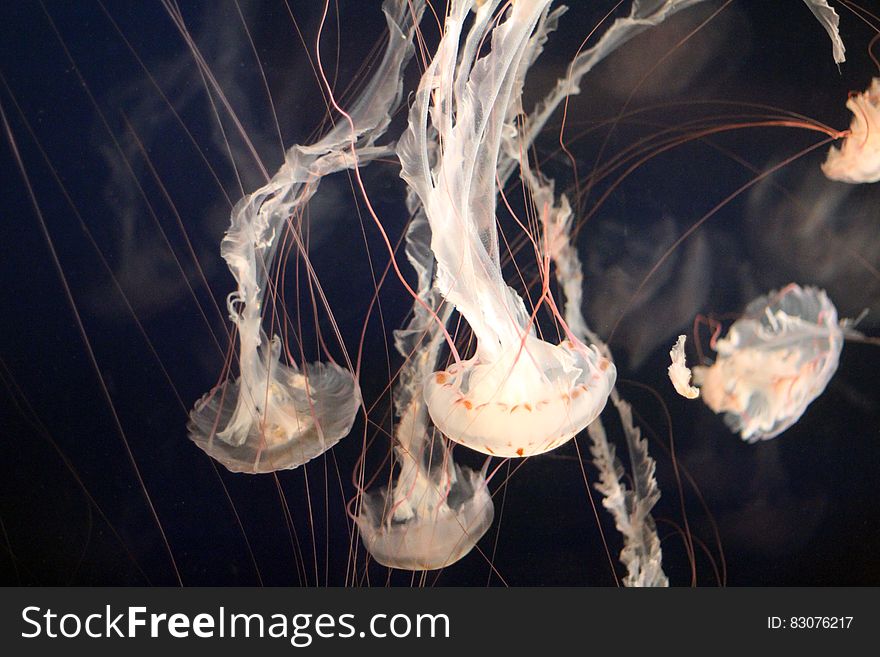 A swarm of jellyfish in an aquarium. A swarm of jellyfish in an aquarium.