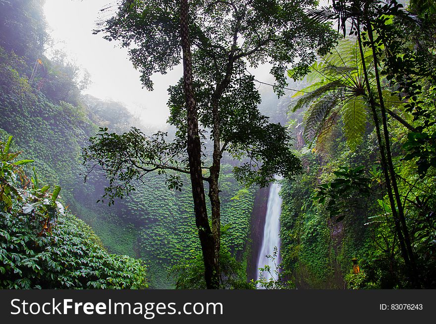 A lush tropical forest with a waterfall.