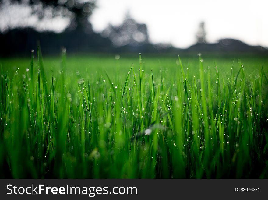 Shallow Focus Photography of Green Grasses during Daytime