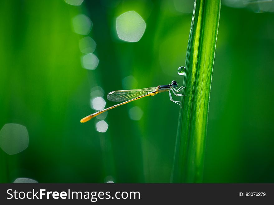 A damselfly sitting on a blade of grass. A damselfly sitting on a blade of grass.