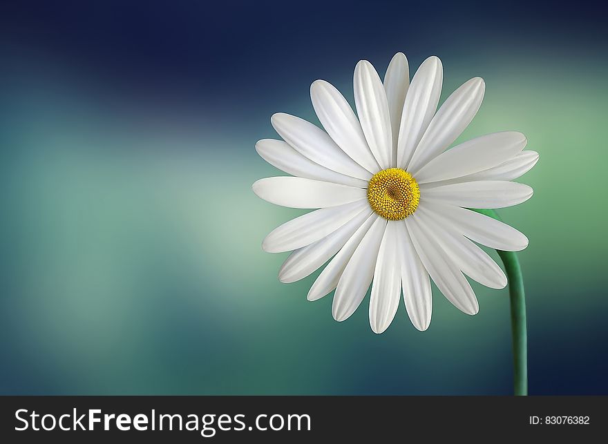 White and Yellow Flower With Green Stems