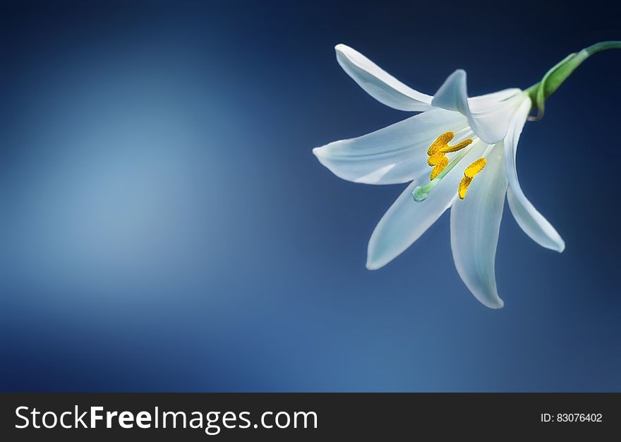 A close up of a blooming white lilium on a blue background. A close up of a blooming white lilium on a blue background.