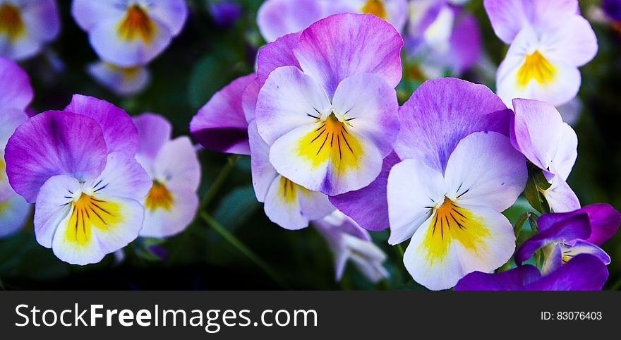 White Purple Flower