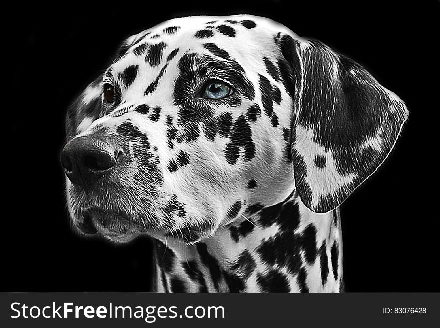 A close up of a black and white dalmatian dog.
