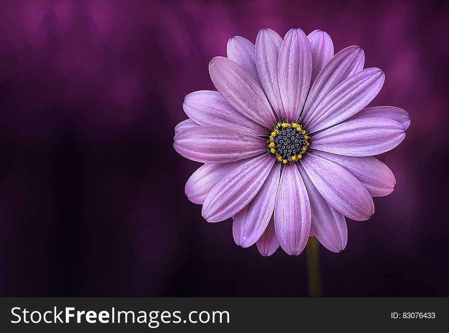 A close up of a purple flower.