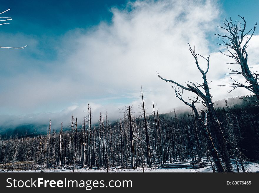 A forest after a fire in the winter. A forest after a fire in the winter.