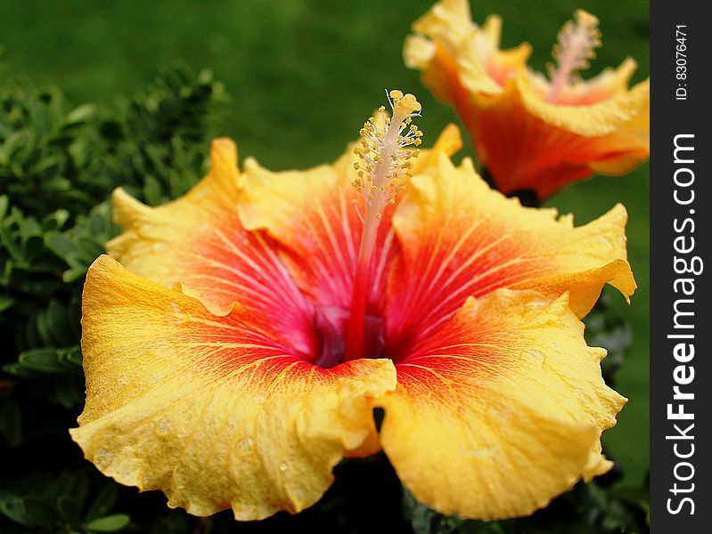 Yellow Red Hibiscus
