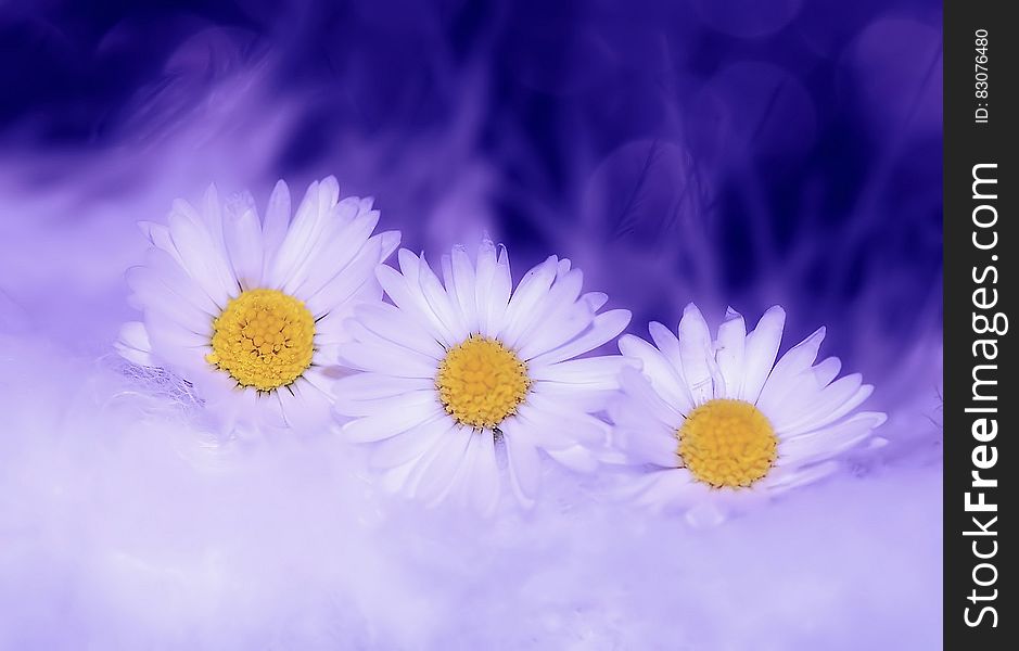 White Petaled Flower