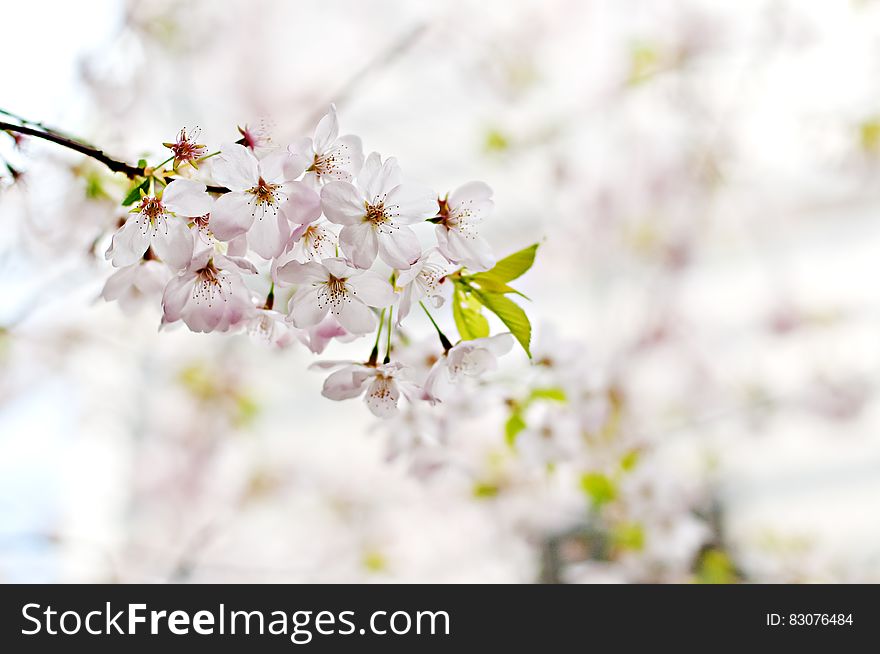 Selective Photography Of White 5 Petaled Flower