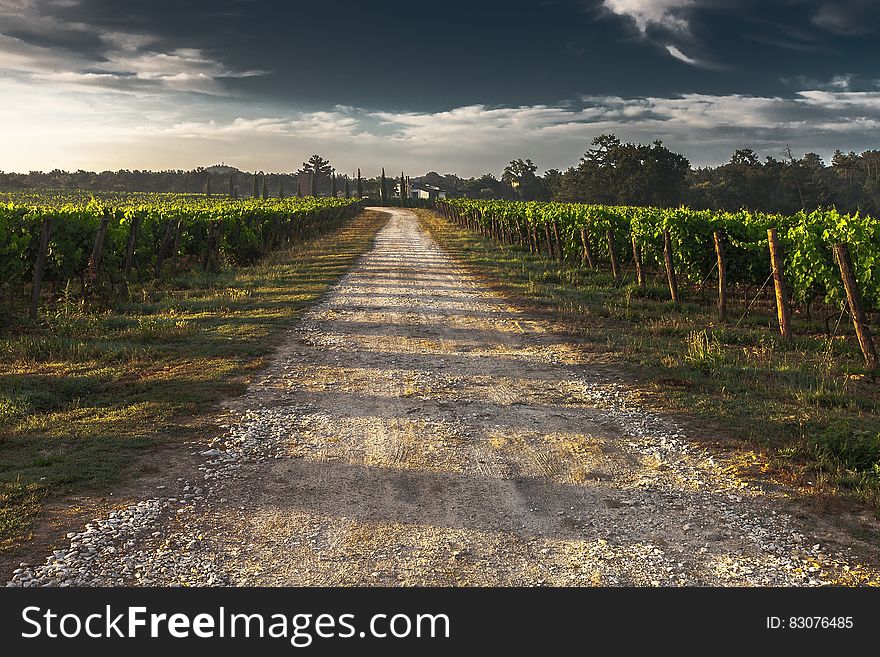 View Of Vineyard Road During Daytime