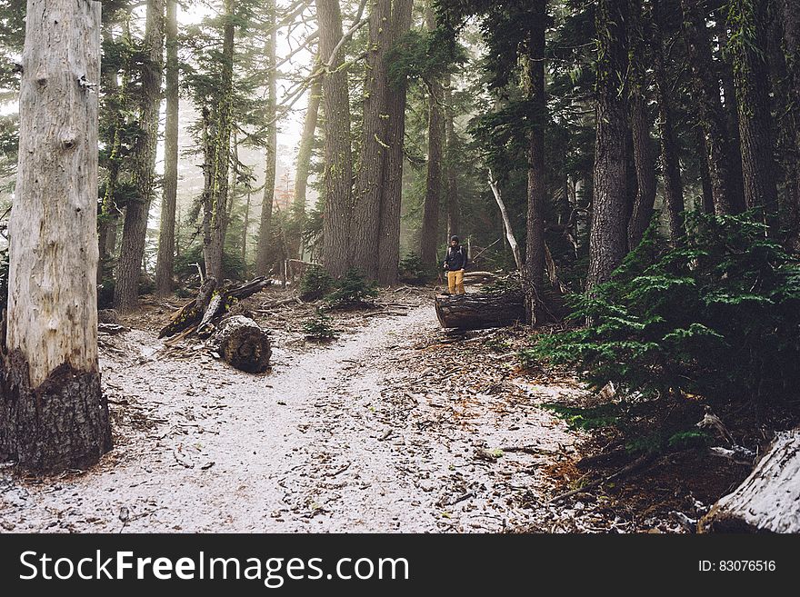 A lone hiker on a path in an evergreen forest. A lone hiker on a path in an evergreen forest.