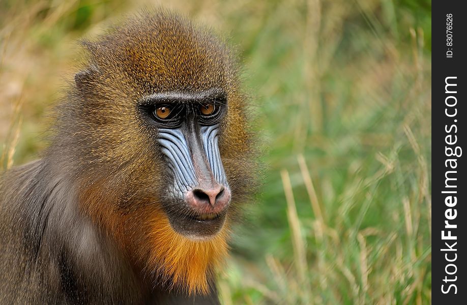 A portrait of a mandrill monkey in its natural habitat.