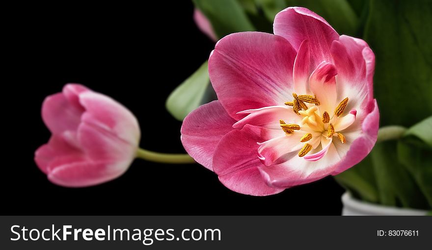 White Pink Flower On Close Up Photography