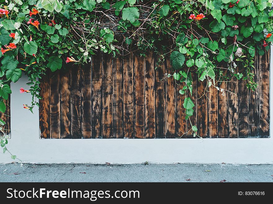 A fence with a bush growing over the top. A fence with a bush growing over the top.