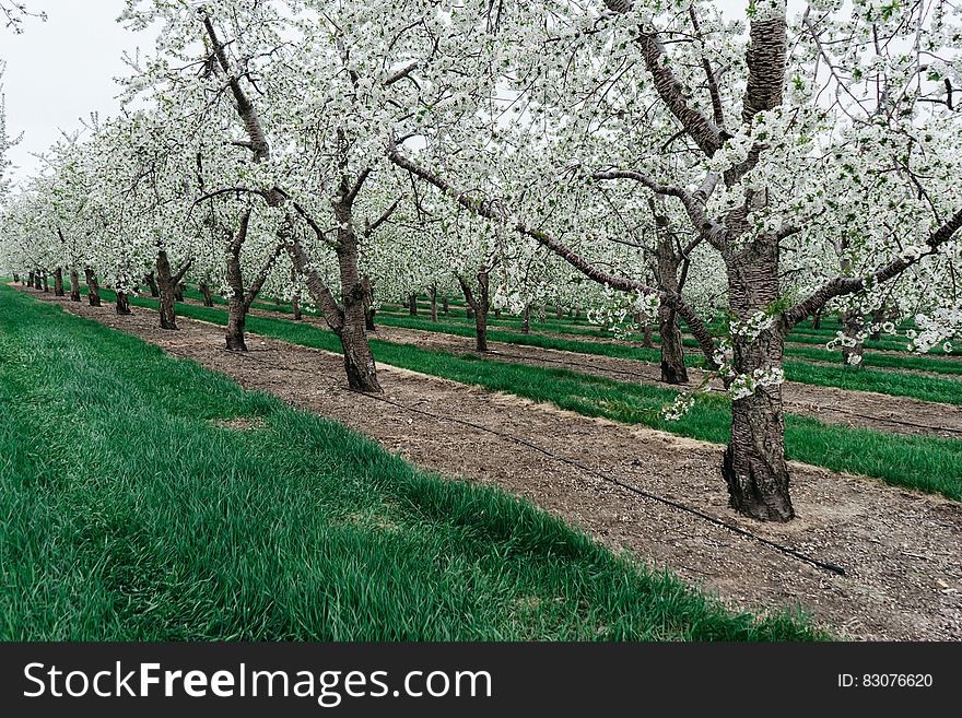 An orchard with trees with white blossoms. An orchard with trees with white blossoms.