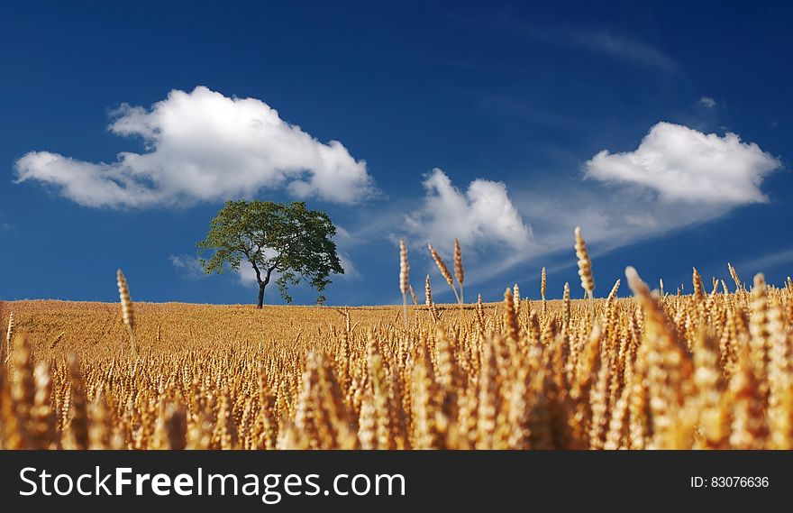 Trees On Yellow Wheat Field Under Blue Sky