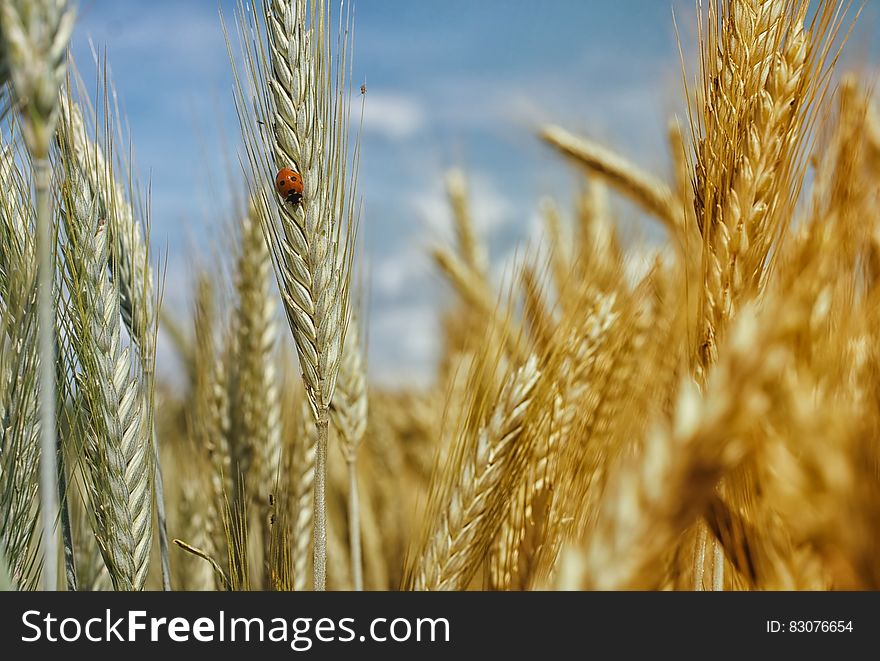 A ladybug on an ear of wheat in the field. A ladybug on an ear of wheat in the field.
