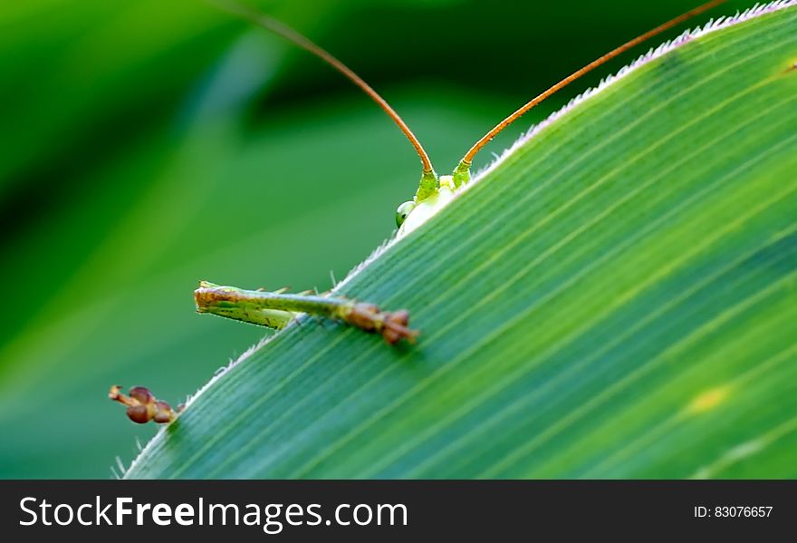 Green Insect Behind Green Leaf