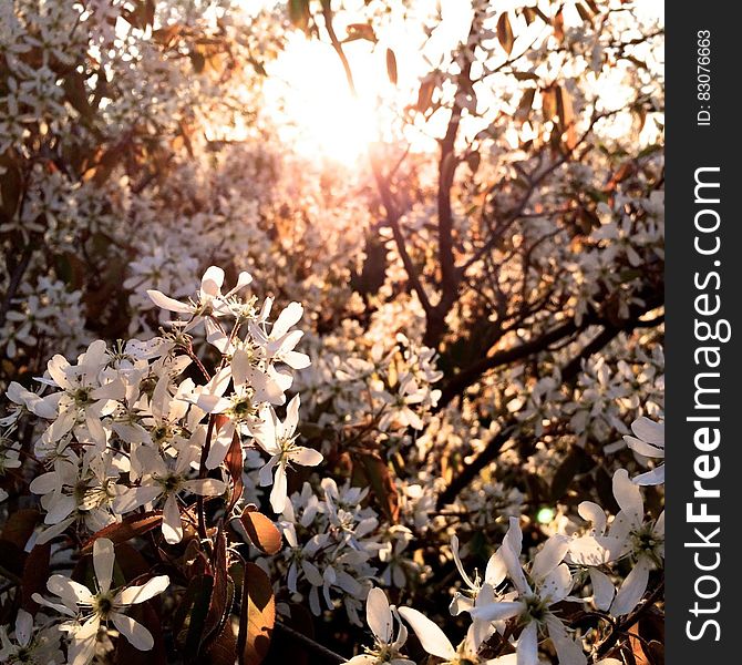 A tree full of white blossoms with sun in the background. A tree full of white blossoms with sun in the background.