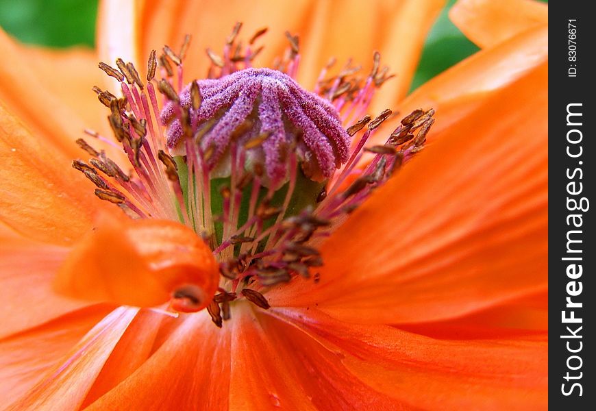 Orange And Pink Petaled Flower