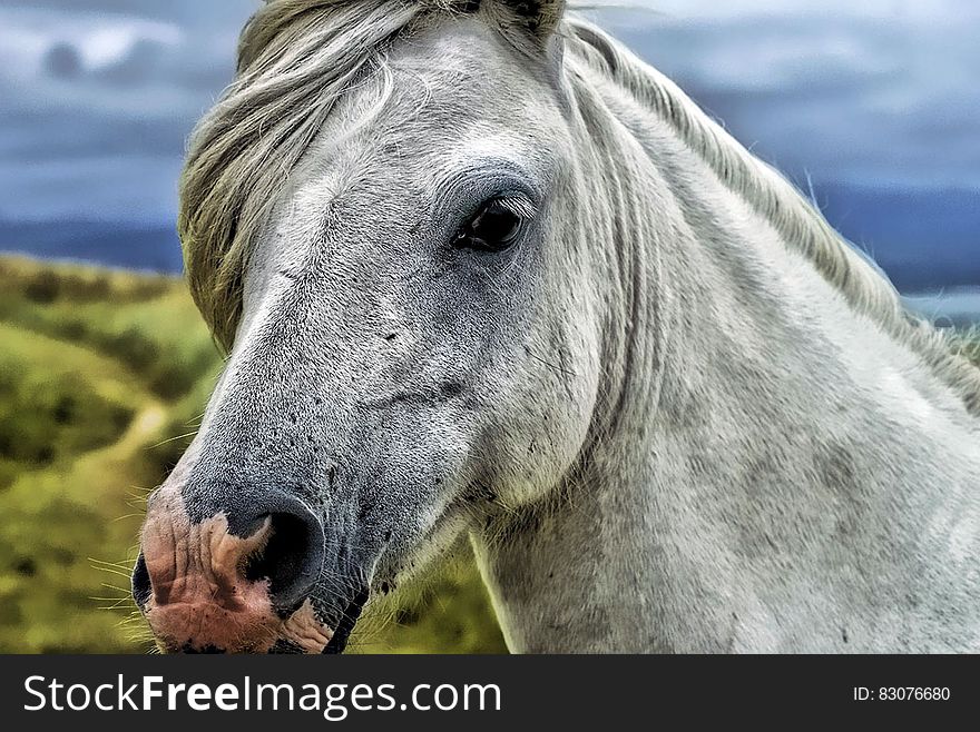 Close Up Photography of Gray and White Horse