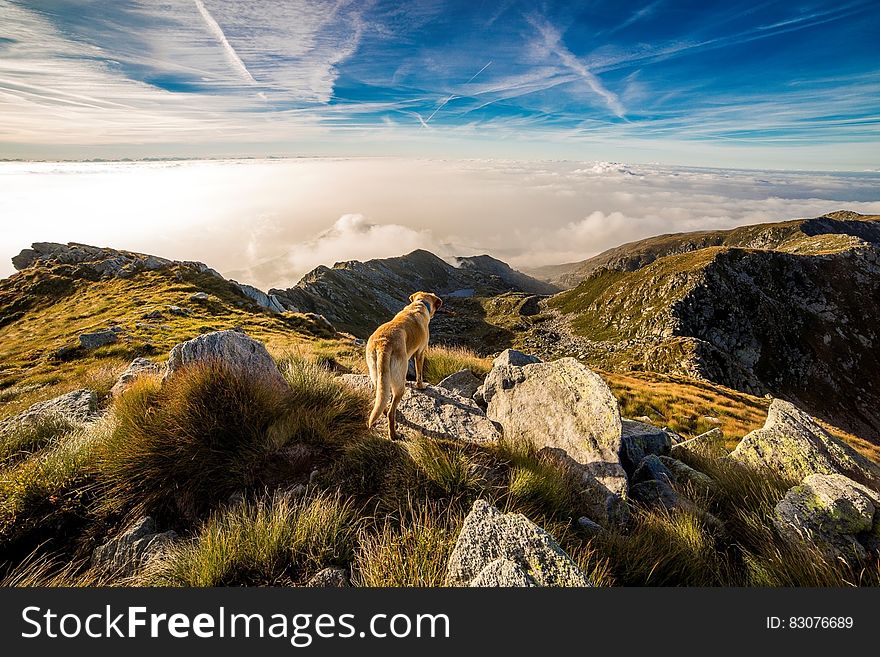 Brown and White Short Coat Dog on Mountain