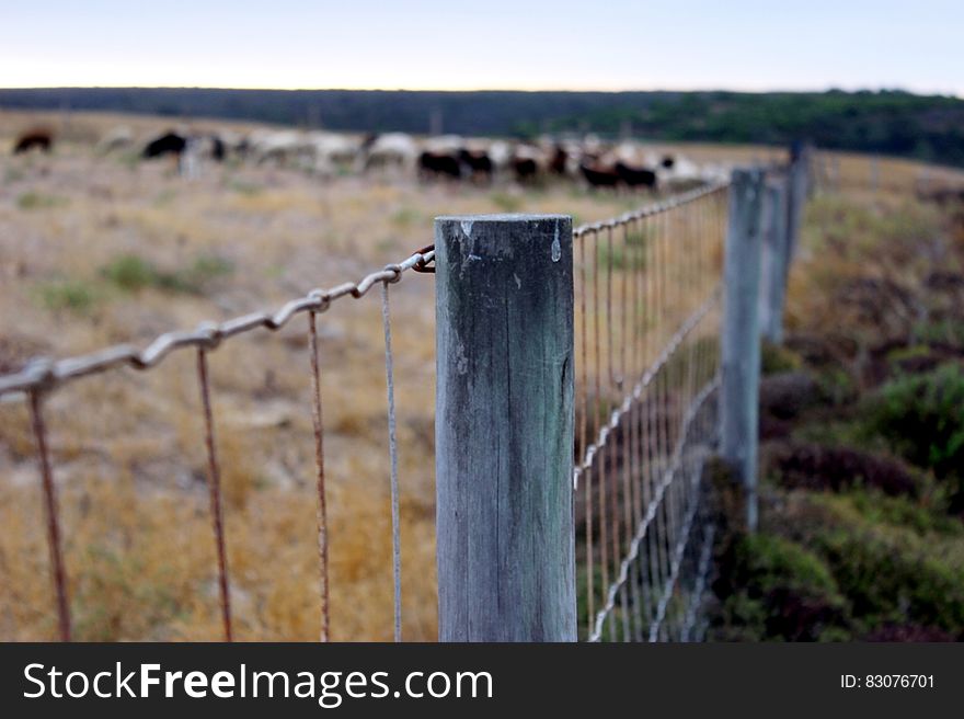Brass Frame Fence