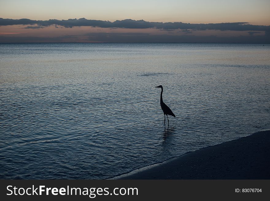 Silhouette of Duck on Shore during Sunset
