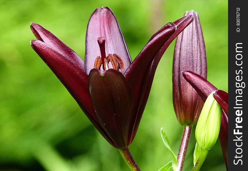 Red 6 Petaled Flower