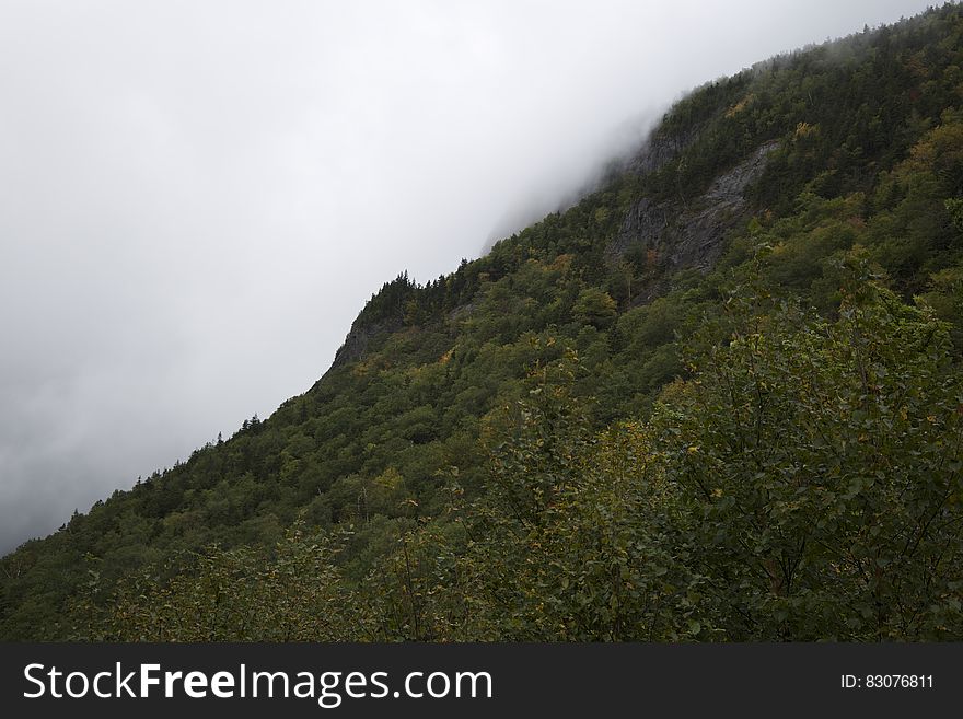 A green mountain slope in foggy weather.