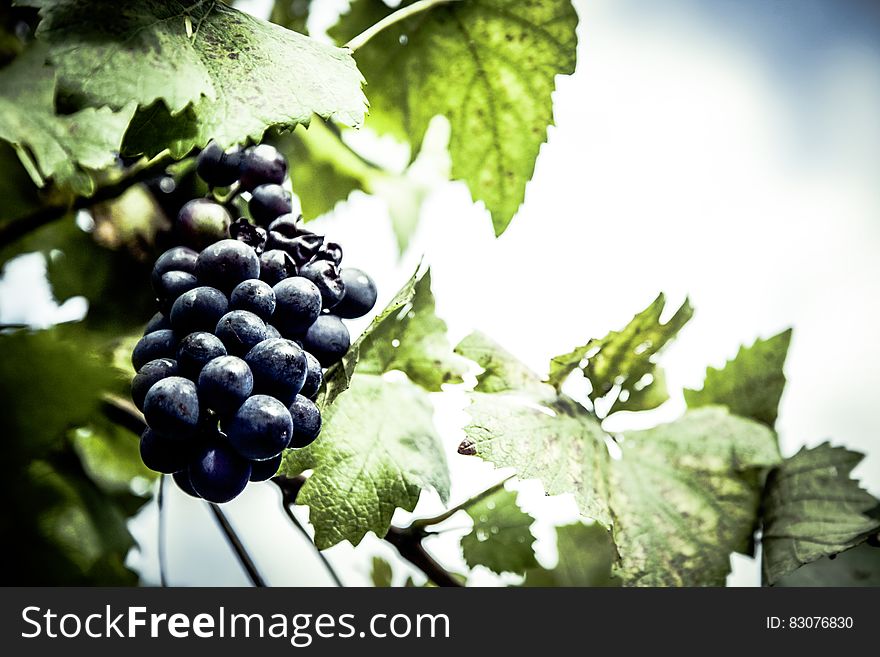 Purple Grapes Unattached to the Tree