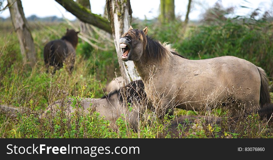 Wild horses outdoor in a field.